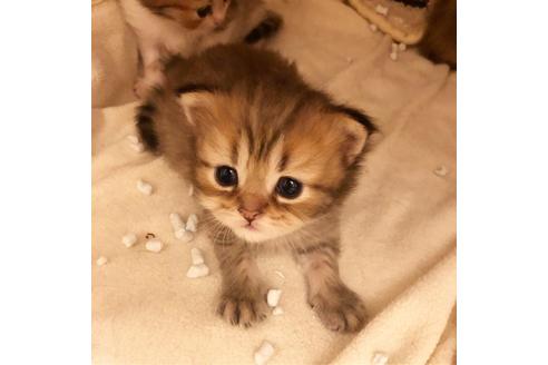 成約済の大阪府のミヌエット-7441の3枚目